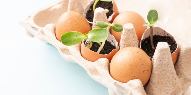 Eggshell Planters with Seedlings